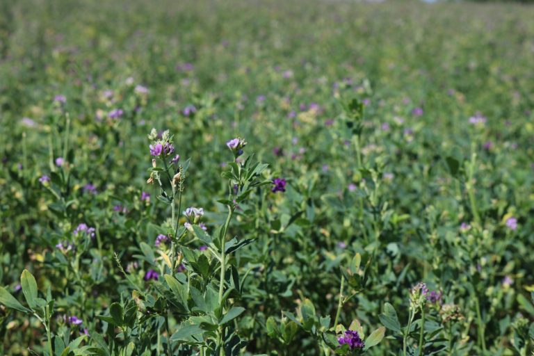 Alfalfa in the South? Tanner Farms