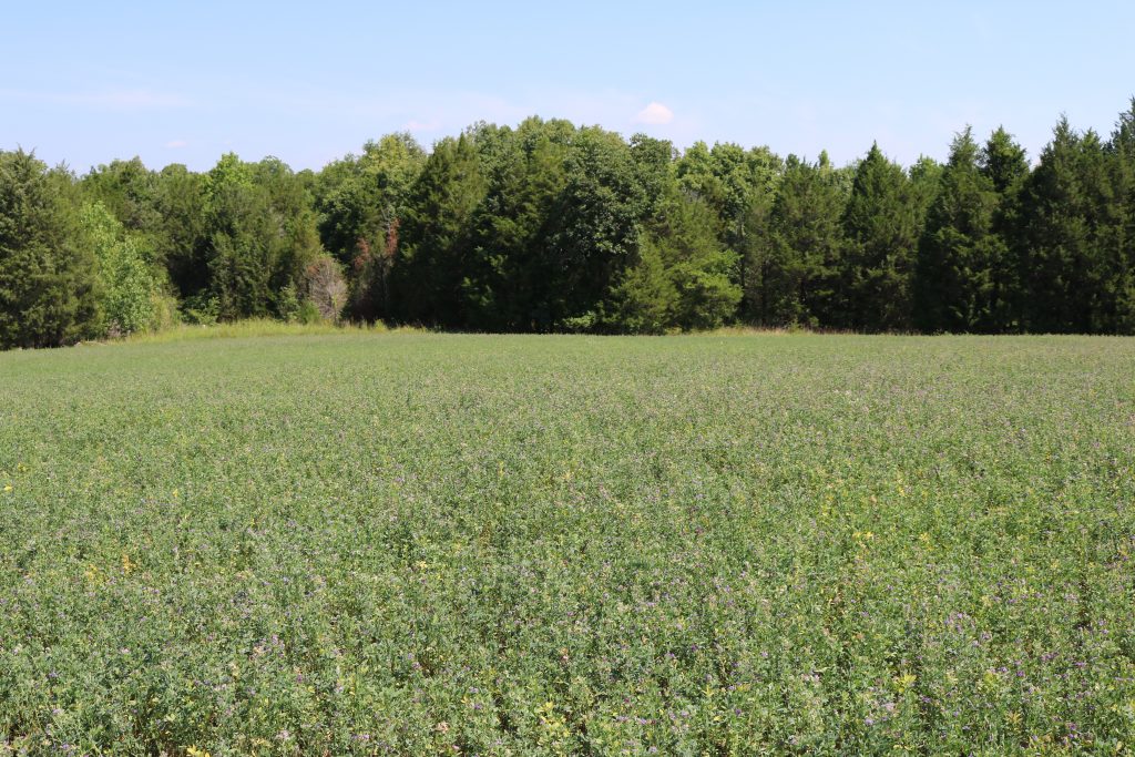 Alfalfa in the South? Tanner Farms